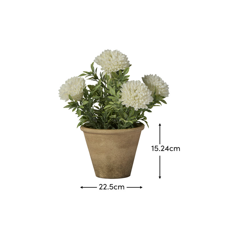 23cm Plant