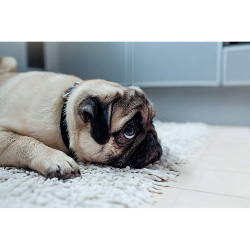 Pug Dog Was Punished And Left Alone On The Kitchen - Wrapped Canvas Print, 30cm H x 46cm W x 3.8cm D