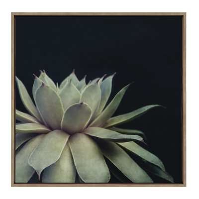 Succulent 8 by Emiko and Mark Franzen F2Images Framed Canvas Wall Art Print