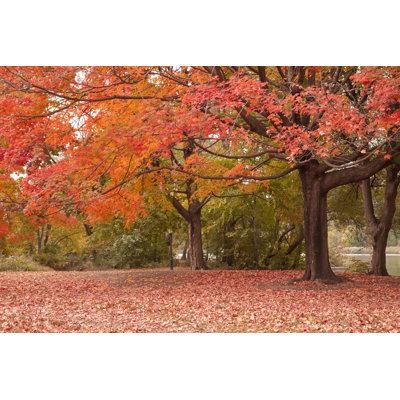 Autumn by JaysonPhotography - Wrapped Canvas Print