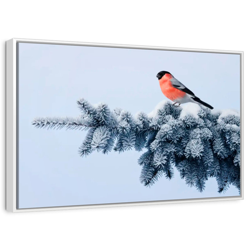 Bouvreuil sur une épinette festive, Cadre flottant blanc, 31 po x 21 po