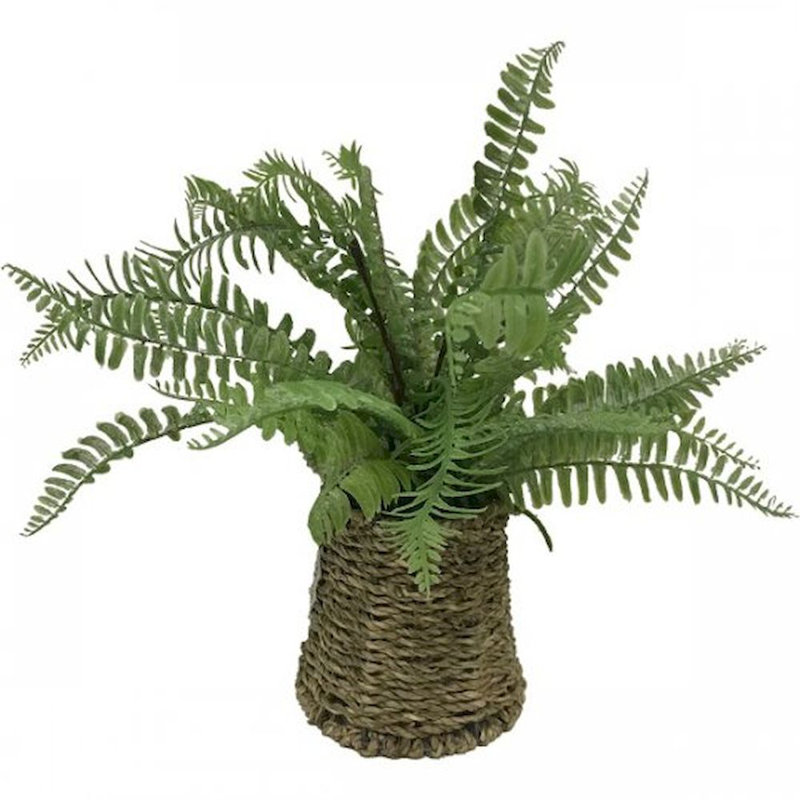Plante de la plante dans le panier