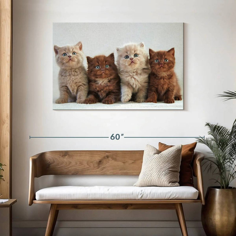 Chats British Shorthair, H 30 po x l 45 po