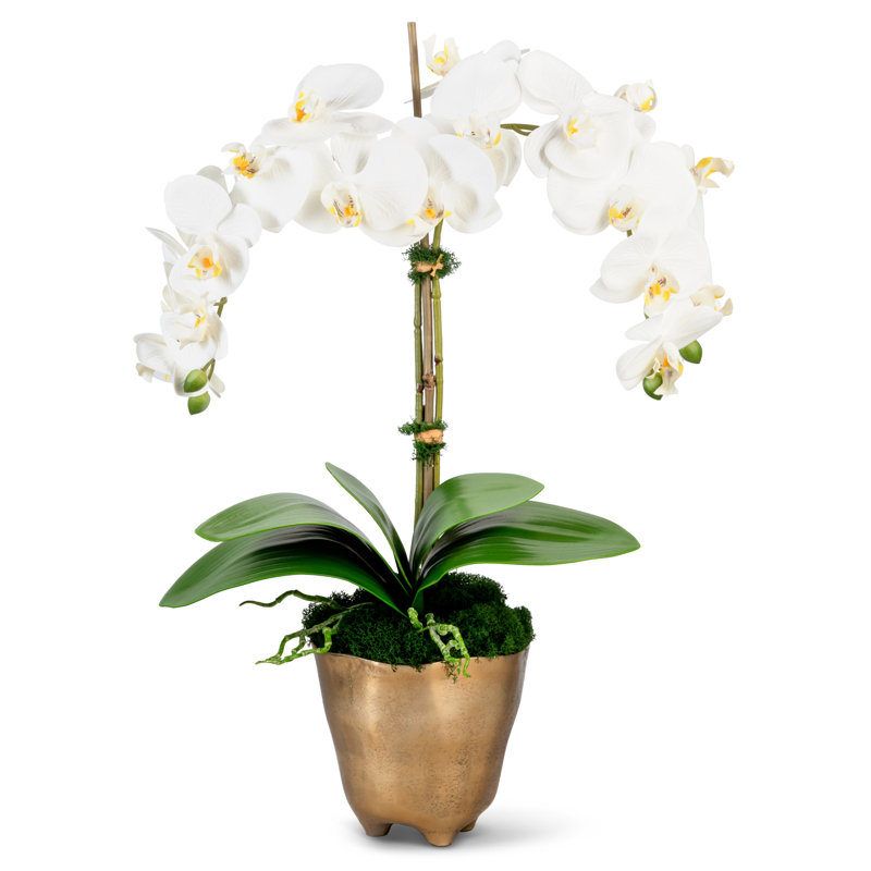 Rowan Orchid Arrangement in Gold Planter, Snow