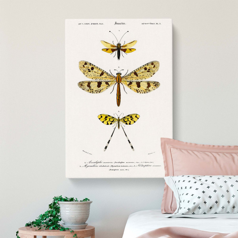 Butterfly Illustrations PL. 3 by Charles D Orbigny - Wrapped Canvas, 76cm H x 50cm W x 3cm D