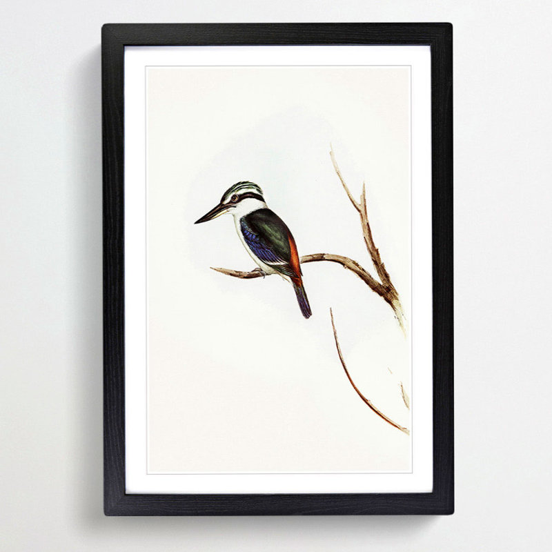 Halcyon Kingfisher by Elizabeth Gould - Picture Frame Painting Print, Black Framed, 36cm H x 27cm W x 2cm D