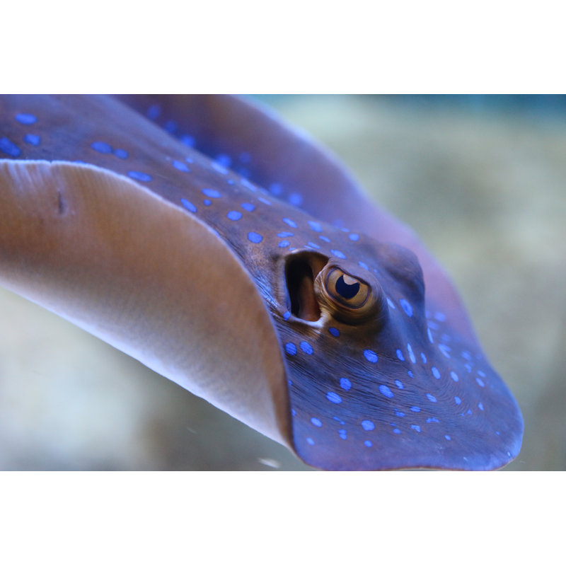 Bluespotted Ribbontail Ray by Vingeran - No Frame Art Prints on Canvas, 20cm H x 30cm W