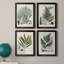 Collection Ferns I - ensemble de 4 peintures sur toile encadrées-528512137-528512136