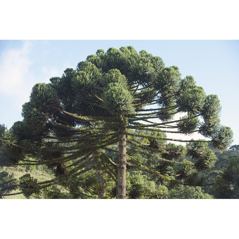 Araucaria Pine Tree - Wrapped Canvas Print, 20cm H x 30cm W x 3.8cm D
