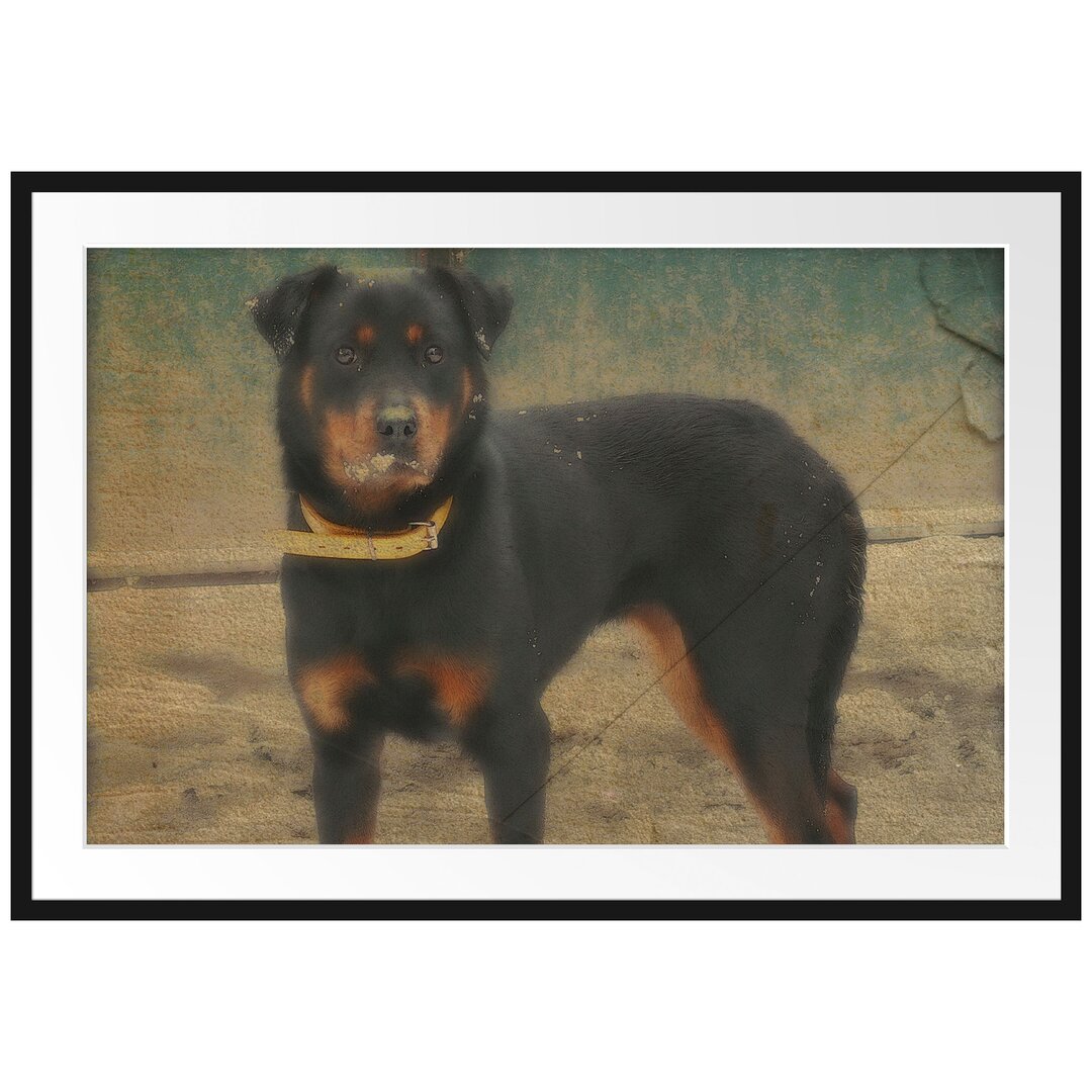 Gerahmtes Poster Prächtiger Rottweiler