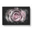 A Pale Pink Rose - Wrapped Canvas-56648318