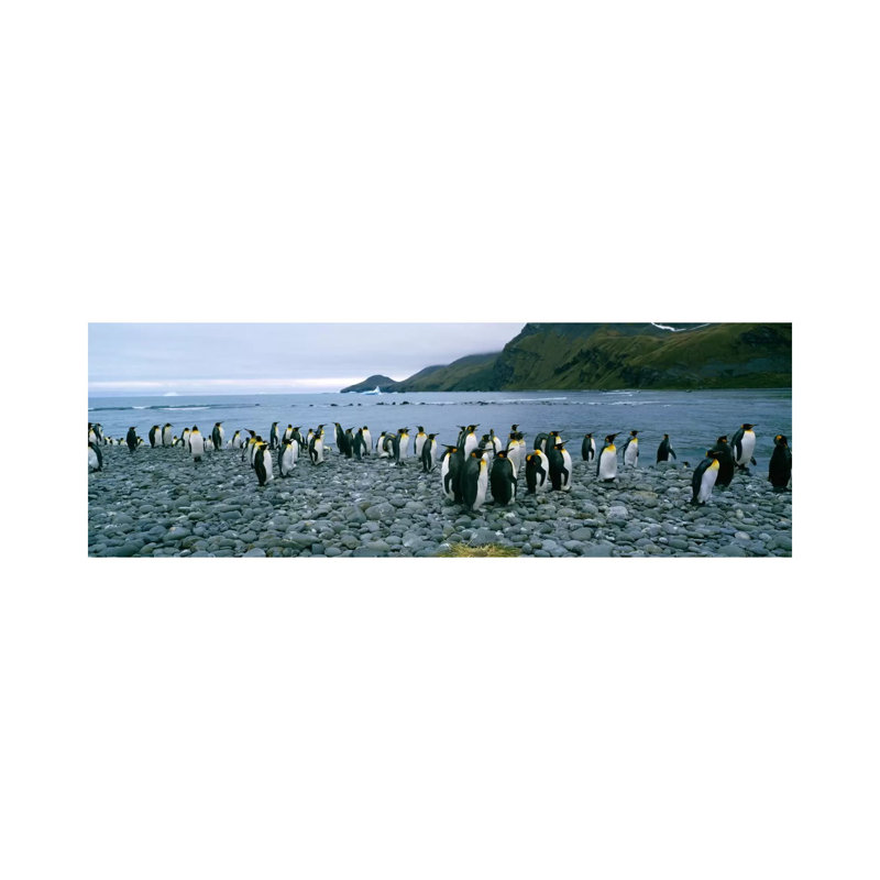 Colony Of King Penguins On The Beach, South Georgia Island, Antarctica - Wrapped Canvas Panoramic Print