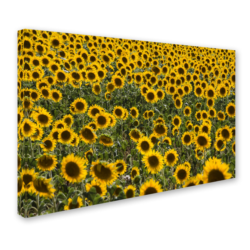 Ann «Sunflower Scene», reproduction de photo sur toile tendue Ann, H 30 po x l 47 po