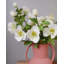 Real Touch Mauve rose Hellebore 18 po-530644558