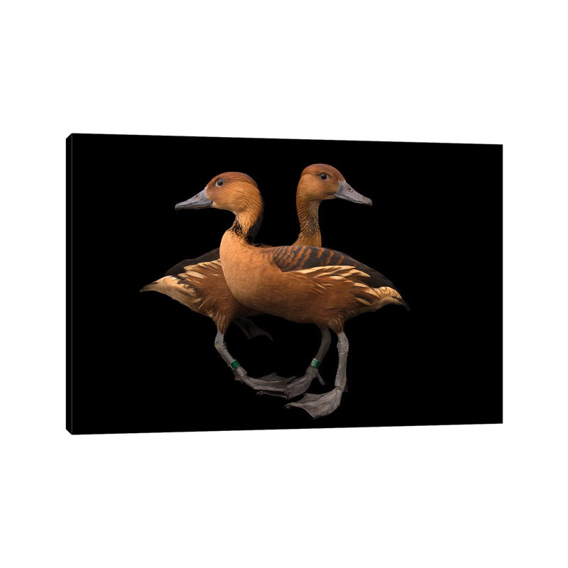 A Pair Of Fulvous Whistling Ducks At The Living Desert Zoo And Gardens In Palm Desert, California by Joel Sartore - Gallery-Wrapped Canvas Giclée on Canvas
