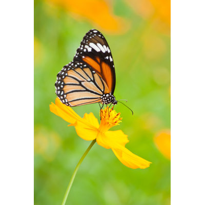 " Monarch Butterfly " by Nanoya