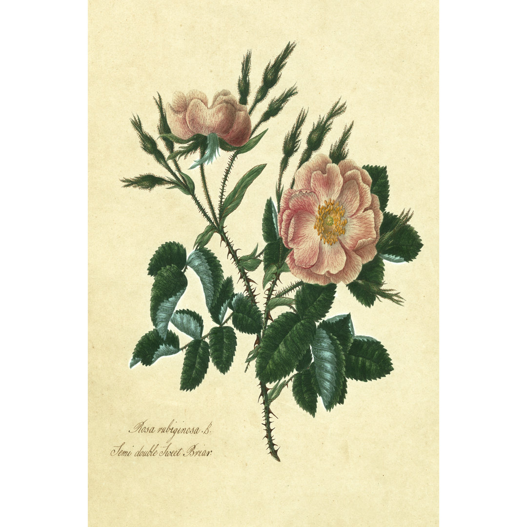 Leinwandbild Sweet Briar Rose von Mary Lawrence