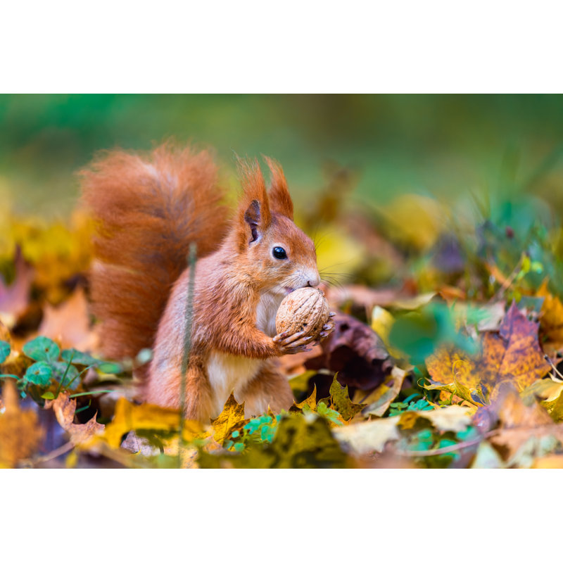 The Eurasian Red Squirrel by Jan Rozehnal - Wrapped Canvas Print, 30cm H x 46cm W