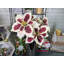 Bouquet de poinsettias artificiels 5 tiges