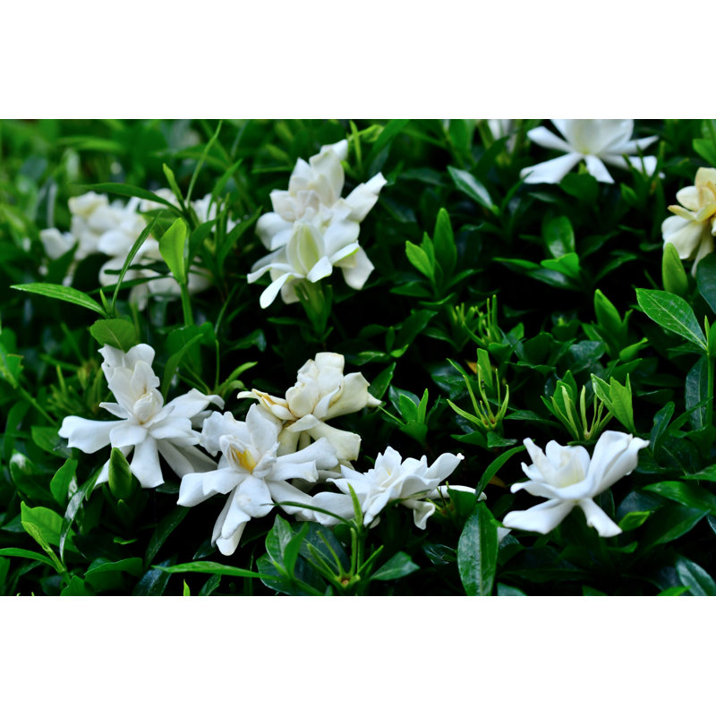 Gardenia Jasminoides par Magicflute002, H 24 po x l 36 po