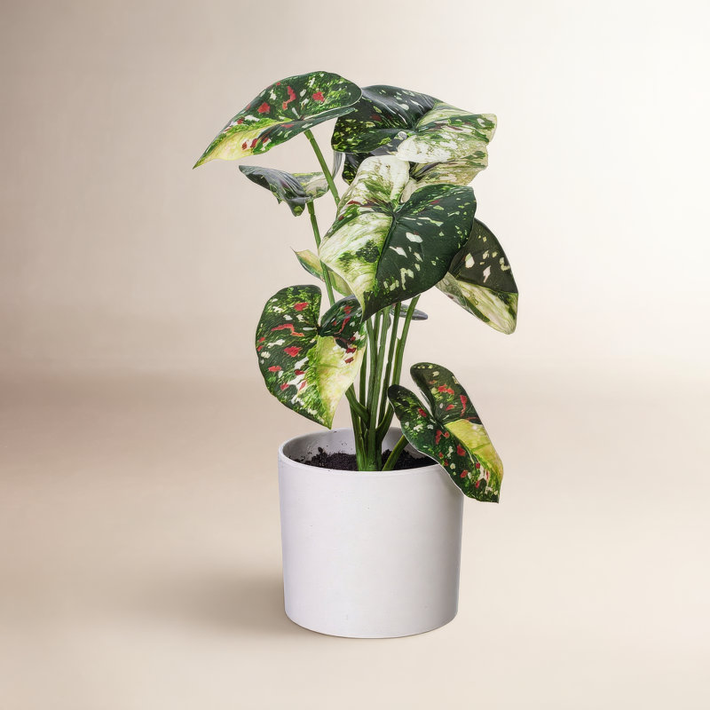 11.5 Plante, Vert