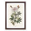 Ruff-Necked Hummingbirds by John James Audubon - Picture Frame Graphic Art Print-55610608-55610609