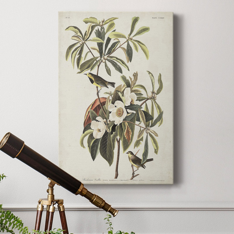 Pl 185 Bachman's Warbler - Reproduction sur toile tendue, H 36 po x l 24 po x P 1 po