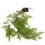 100cm Faux Plant-101685194