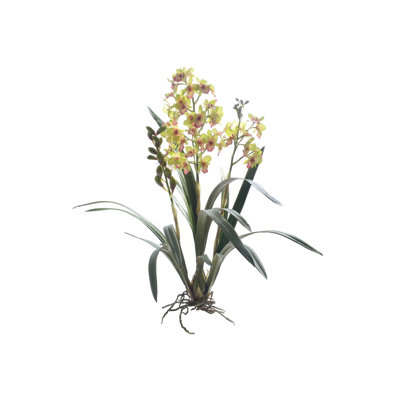 Tige d'orchidée Dendrobium