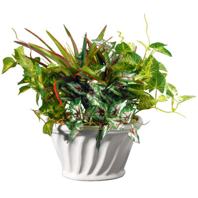 Plante plantée en pot