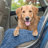 Muddy Paws Chenille Towel and Shammy Pet Mat-26114037-27041470