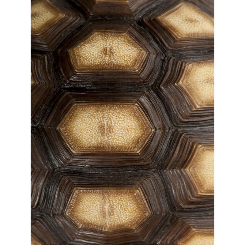 Carapacé Motif III par Austin Beiv - impression, H 40 po x l 30 po x P 1,5 po, Mat