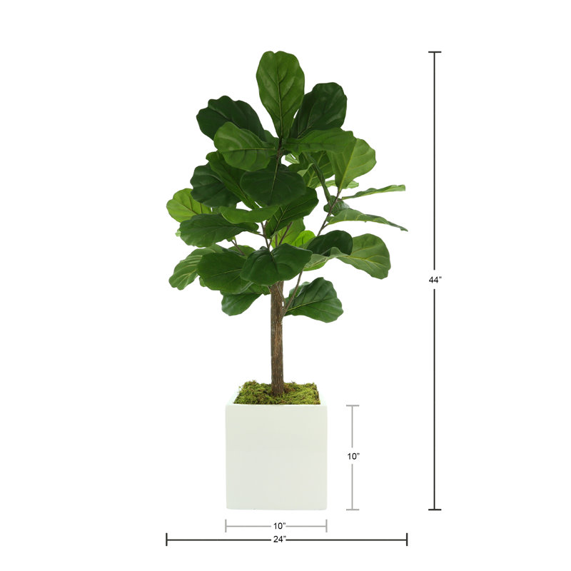 3.5' Fiddle Leaf Fig Tree, 42'' H x 24'' W x 24'' D