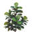 Elspeth Fiddle Leaf Fig Tree Drop-In