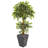 60'' Faux Ficus Tree in Stone Planter