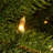 Downswept Douglas Fir Tree with Clear Lights-221982191