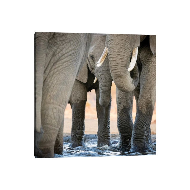 Africa, Botswana, Senyati Safari Camp. Elephant Feet And Trunk Close-Up At Waterhole by Jaynes Gallery - Wrapped Canvas Print