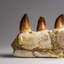 Genuine Mosasaur Tooth In A Fossilized Jaw Bone (443.6 Grams)
