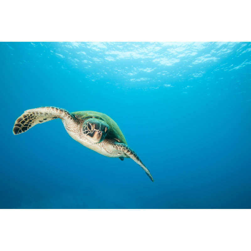 Sea Turtle In Flight Swimming In Clear Blue Water - Wrapped Canvas Print, 51cm H x 76cm W