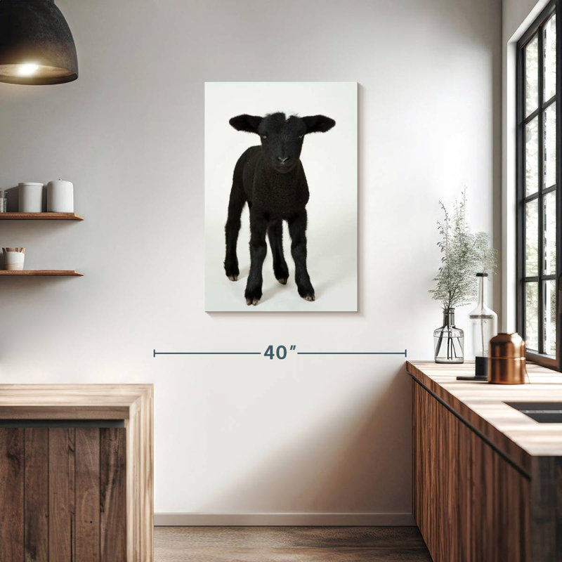 Mouton noir, H 36 po x l 24 po