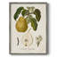 Vintage Pears I, reproduction encadrée - bois massif-1660128674