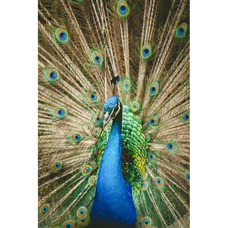 Paon, plumes, vertical, bleu, vert, H 50 po x l 26 po x P 1,5 po
