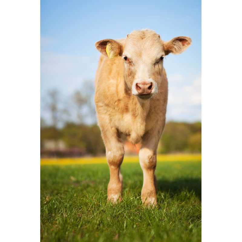 Calf - Wrapped Canvas Print, 122cm H x 81cm W x 3.8cm D