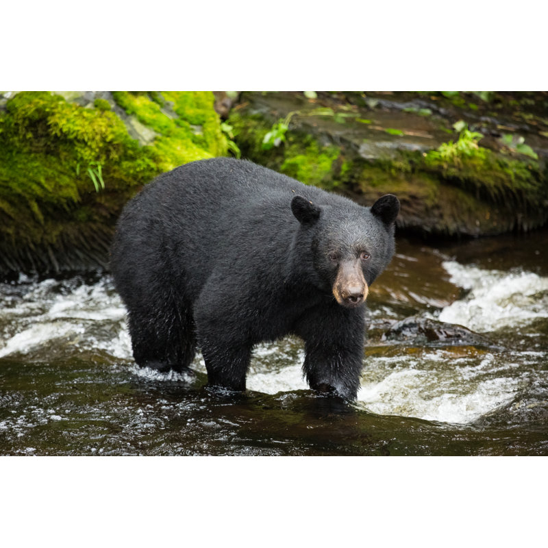 Ours noir, Alaska - photographie sur toile tendue, H 20 po x l 30 po