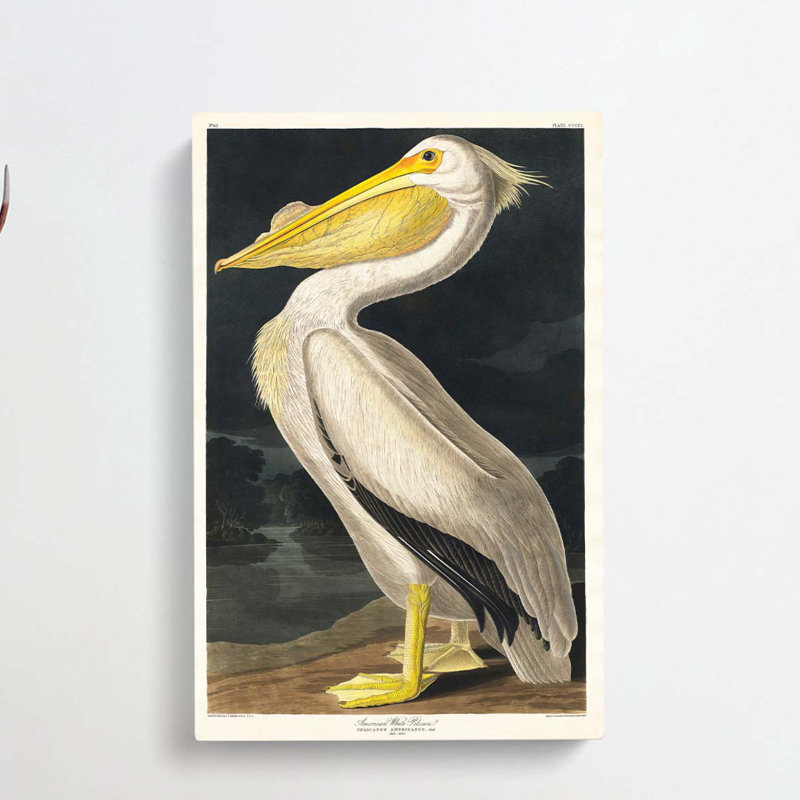 American White Pelican - Wrapped Canvas Painting, 50cm H x 35cm W x 3cm D
