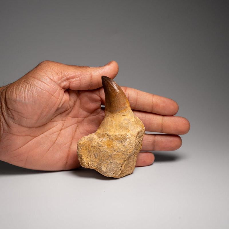Genuine Mosasaur Tooth With Root From Morocco (135.2 Grams)