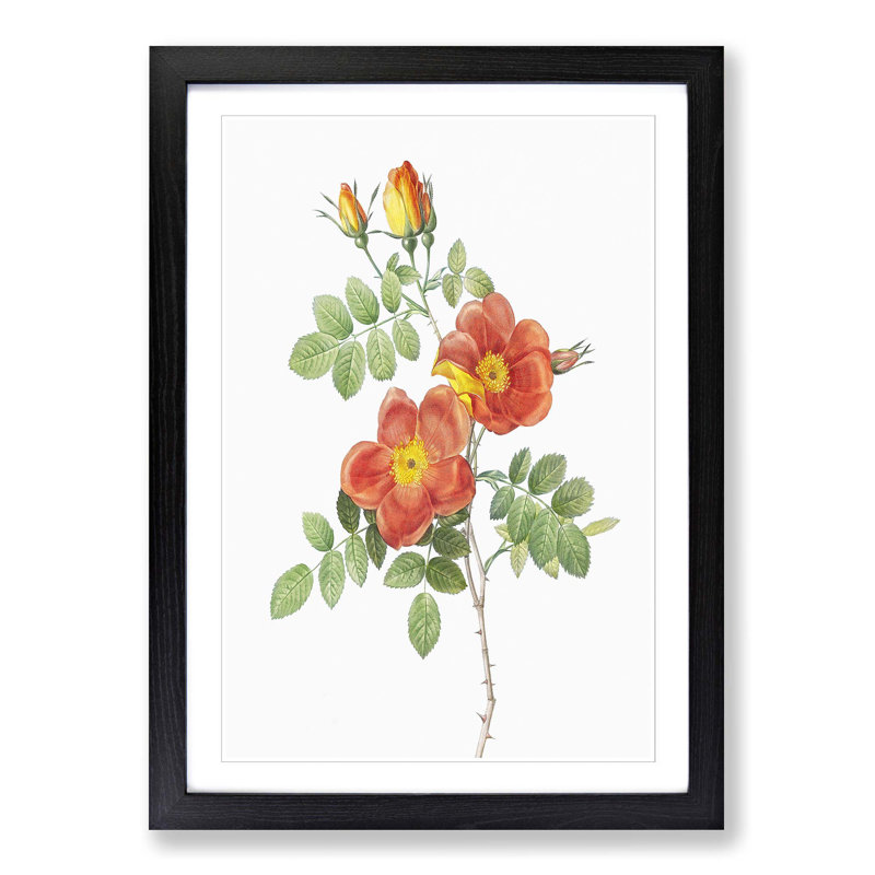 Austrian Briar Rose by Pierre-Joseph Redoute - Single Picture Frame Painting, Black Framed, 63cm H x 45cm W x 2cm D