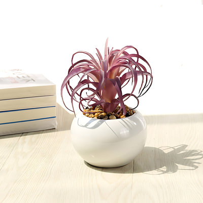 Plante de 5,91 po (Tillandsia)