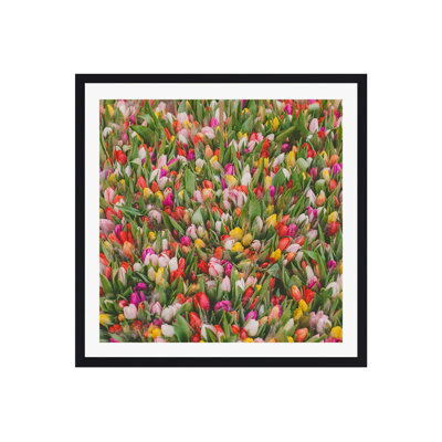 Thyrome "Rainbow Tulips" Print by Hello Twiggs