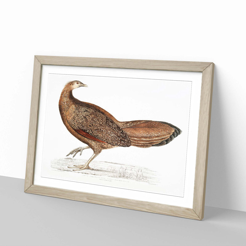Argus Pheasant Illustration by John Edward Gray - Single Picture Frame Painting, 45cm H x 63cm W x 2cm D, Oak Framed